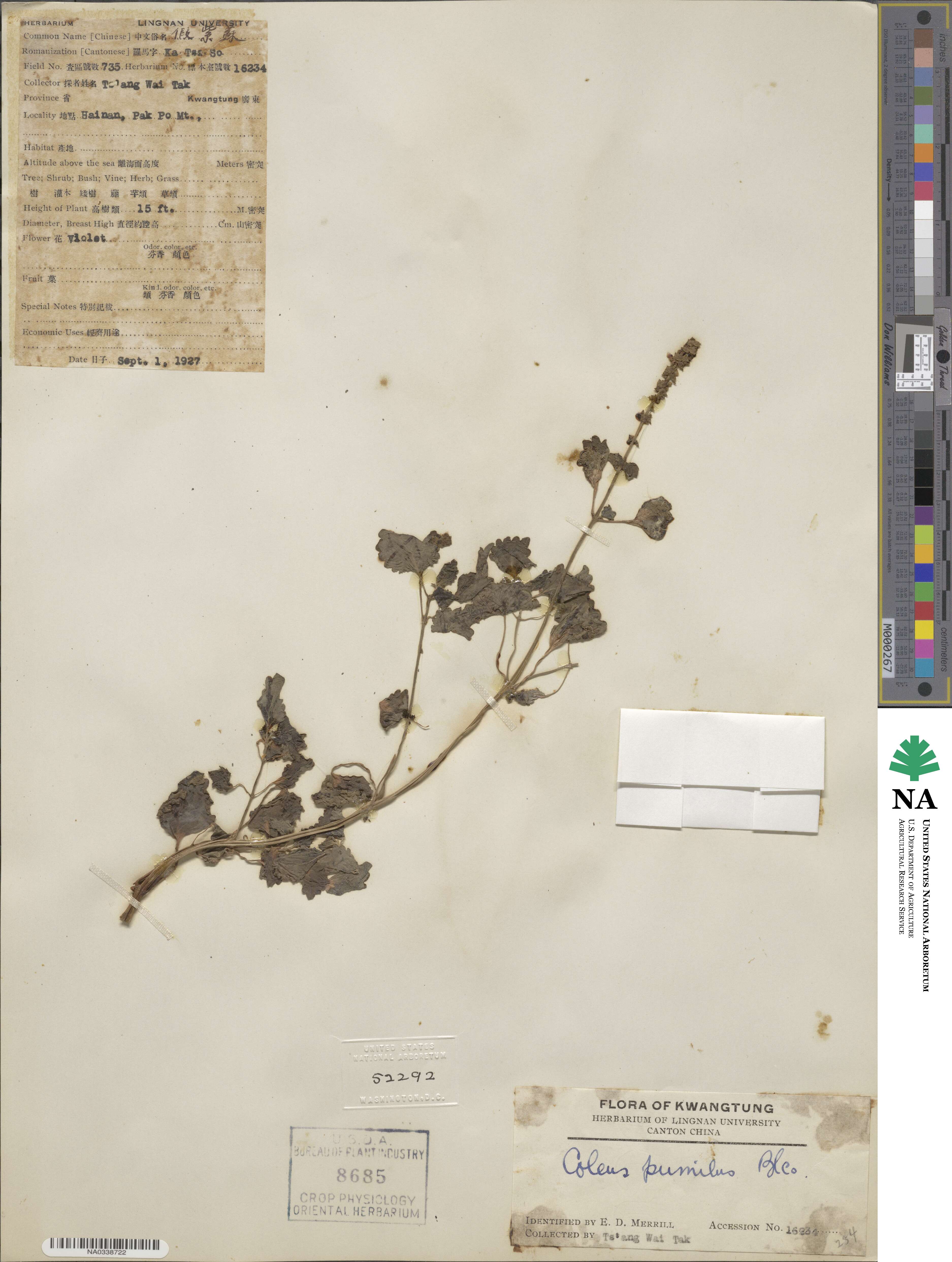 Coleus scutellarioides image