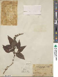 Coleus scutellarioides image