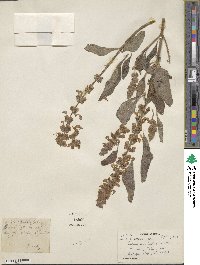 Coleus barbatus image