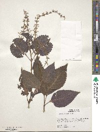 Coleus scutellarioides image