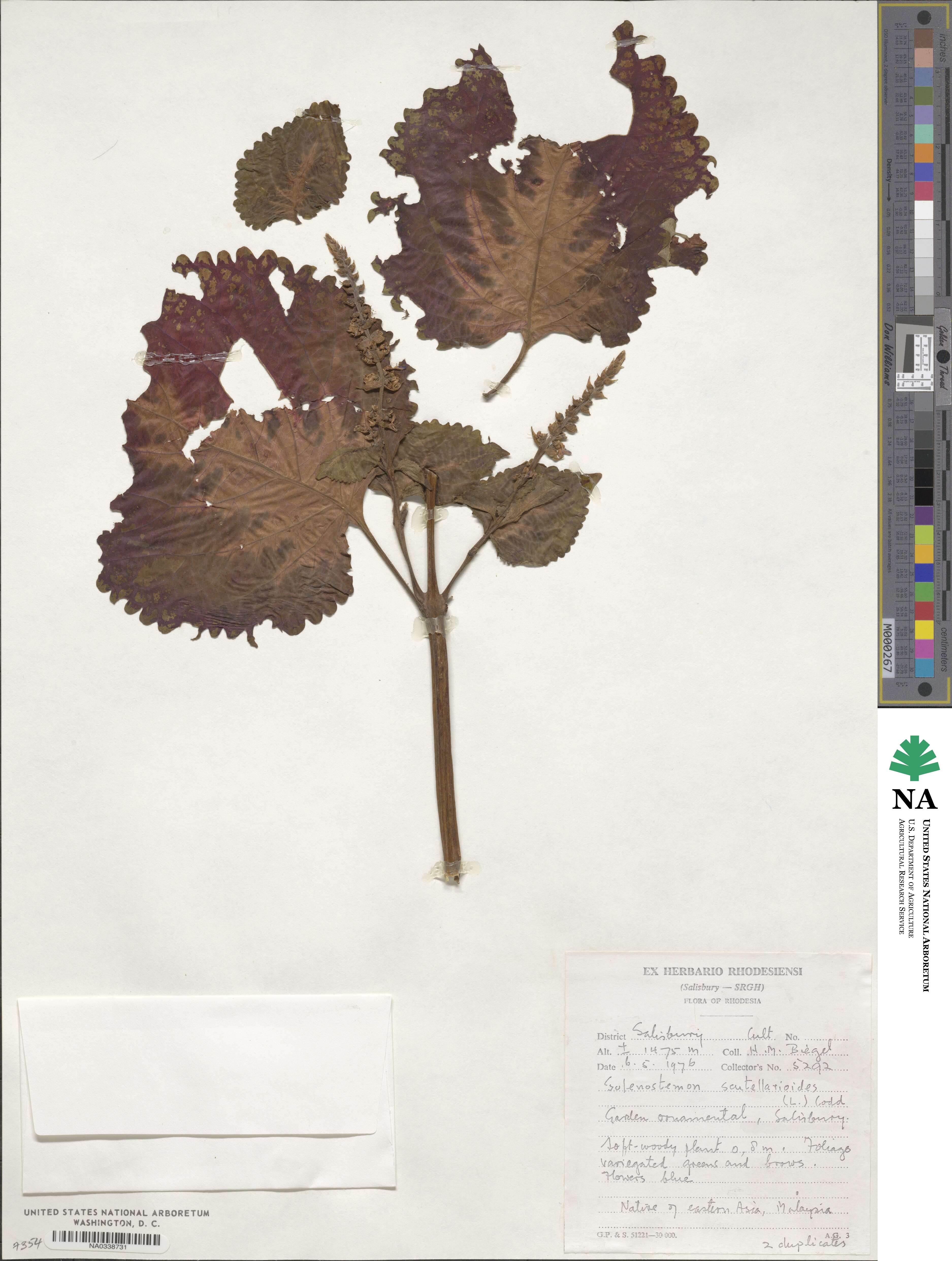 Coleus scutellarioides image