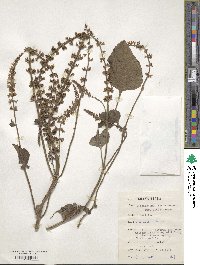 Image of Coleus monostachyus