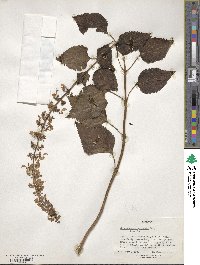 Coleus autranii image