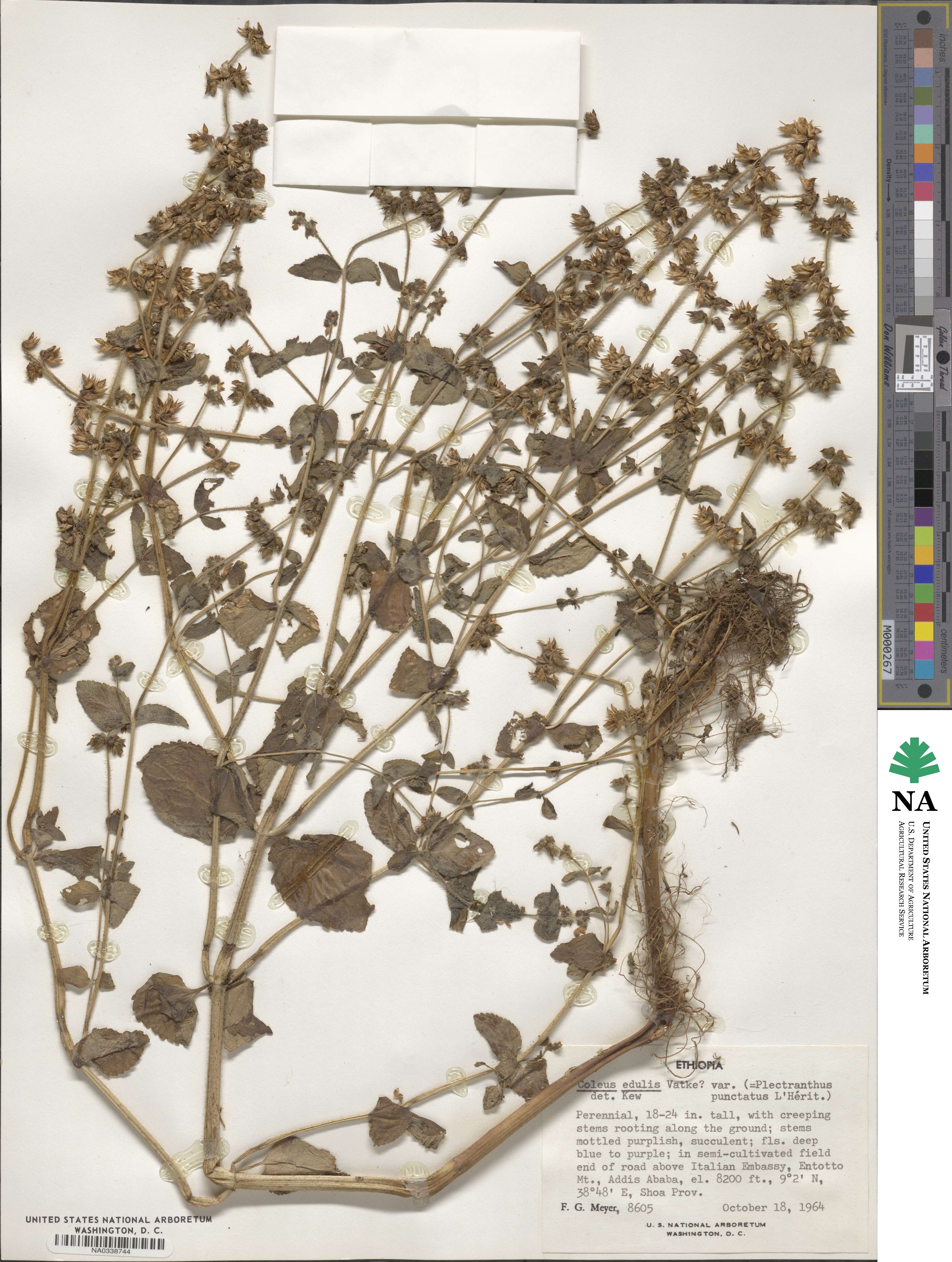 Coleus maculosus subsp. edulis image