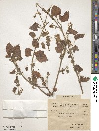 Image of Coleus lanuginosus