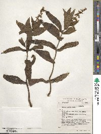 Coleus maculosus subsp. edulis image