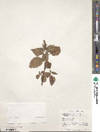 Coleus scutellarioides image