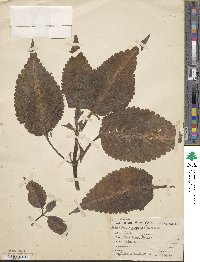 Coleus scutellarioides image