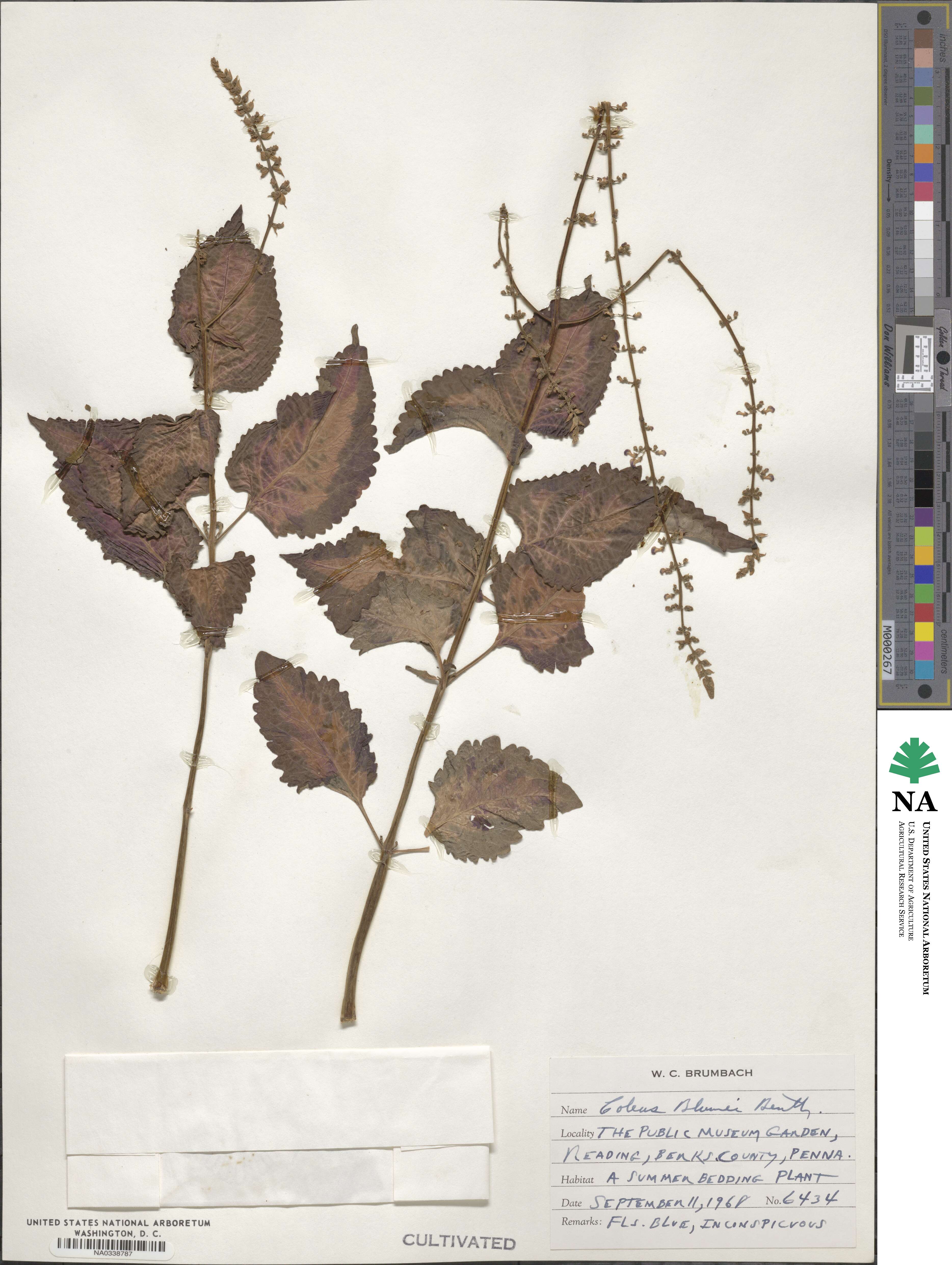 Coleus scutellarioides image