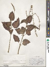 Coleus scutellarioides image