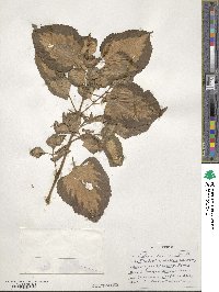 Coleus scutellarioides image