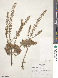 Coleus scutellarioides image