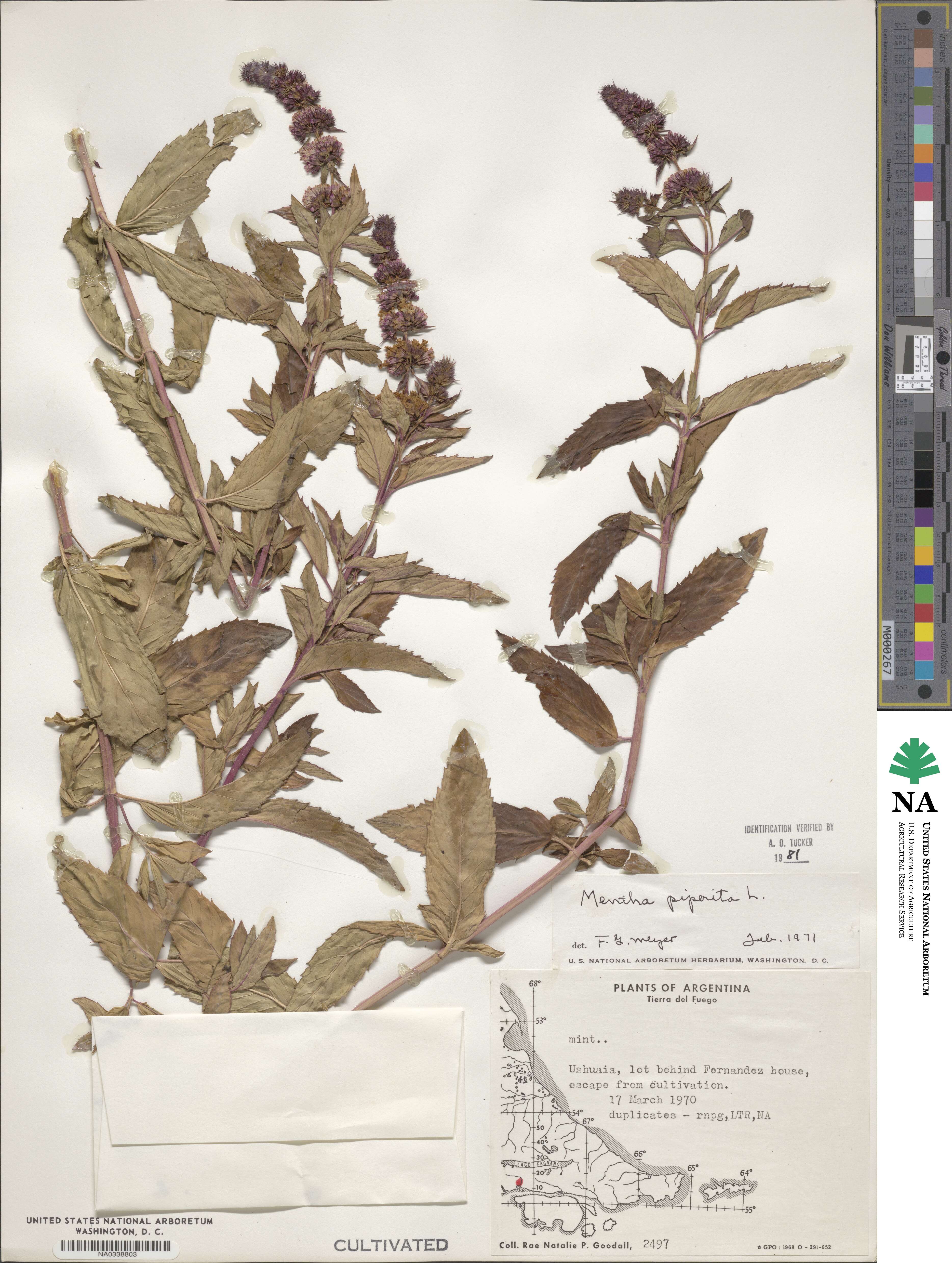 Mentha × piperita image