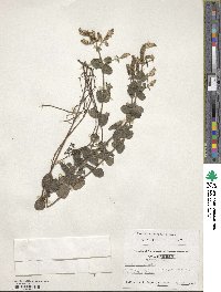 Mentha suaveolens image