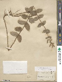 Mentha suaveolens image