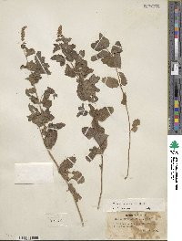 Mentha suaveolens image