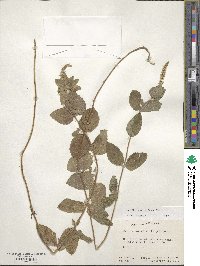 Mentha suaveolens image