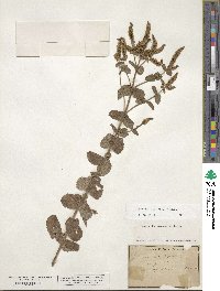 Mentha suaveolens image