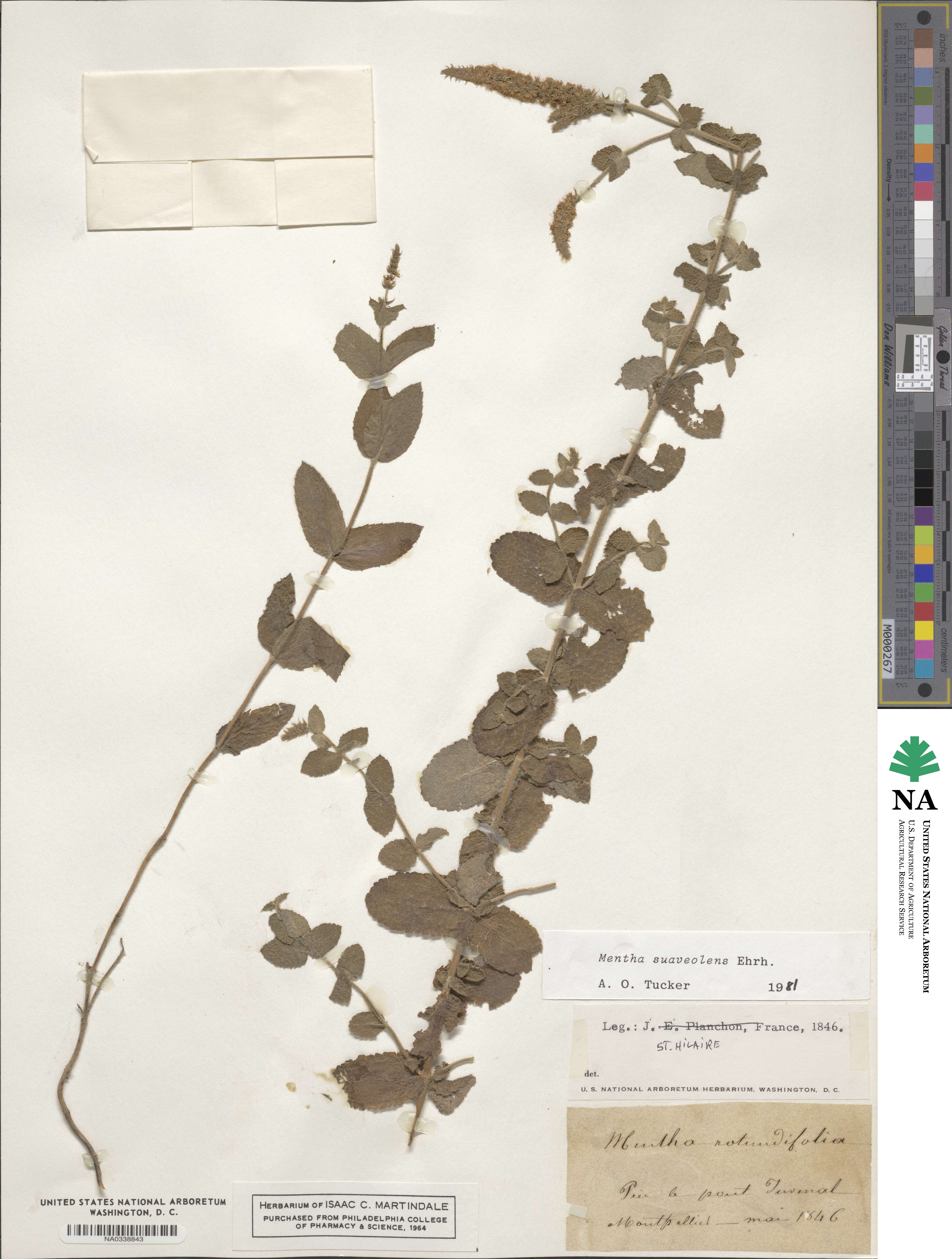 Mentha suaveolens image