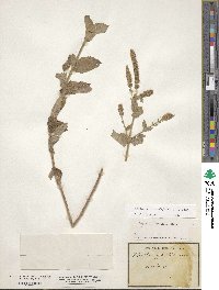 Mentha longifolia subsp. longifolia image