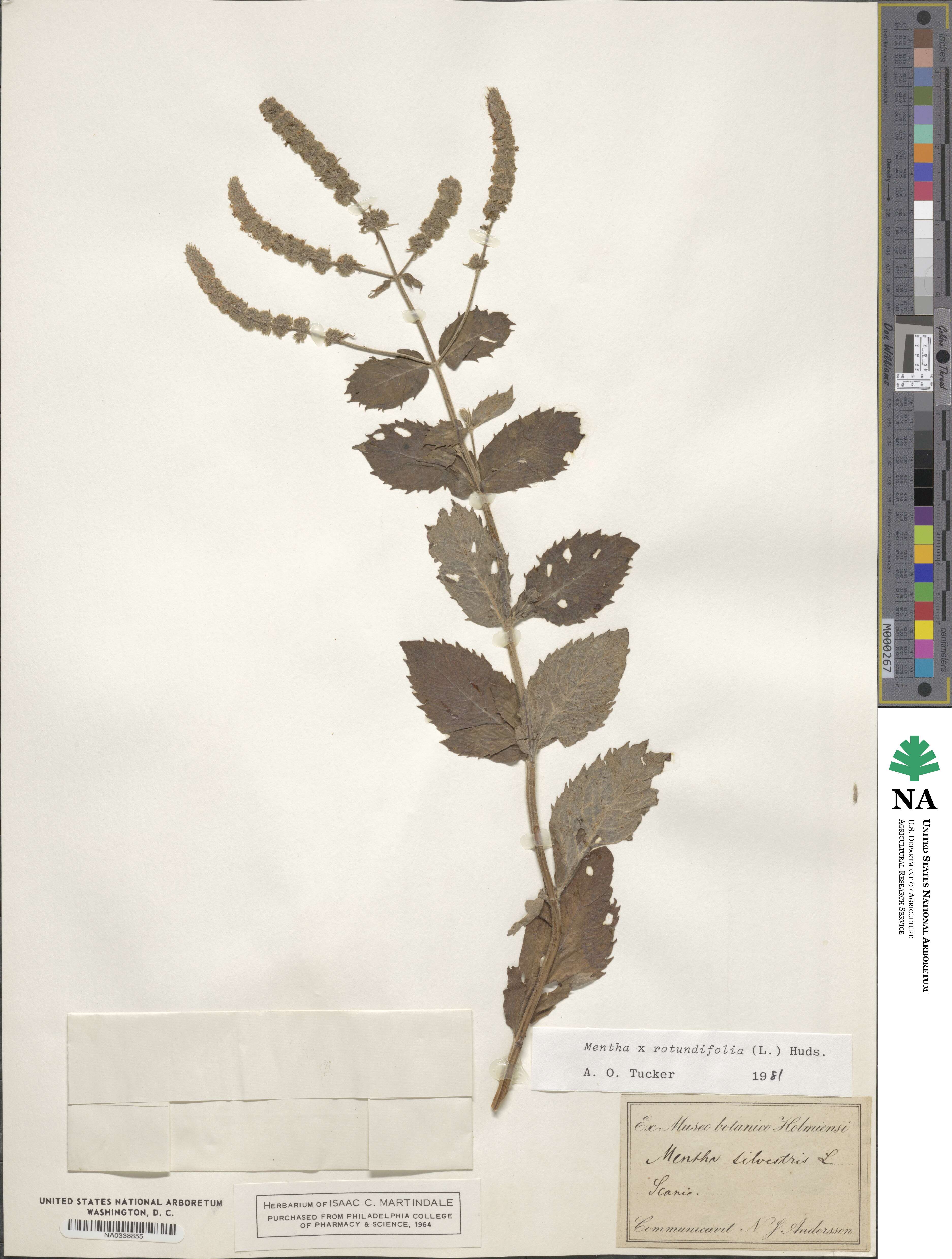 Mentha longifolia subsp. longifolia image