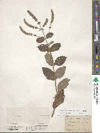 Mentha longifolia image