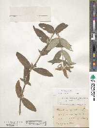 Mentha longifolia image