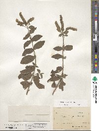 Mentha longifolia image