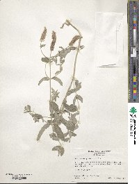 Mentha longifolia image