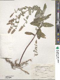 Mentha longifolia image