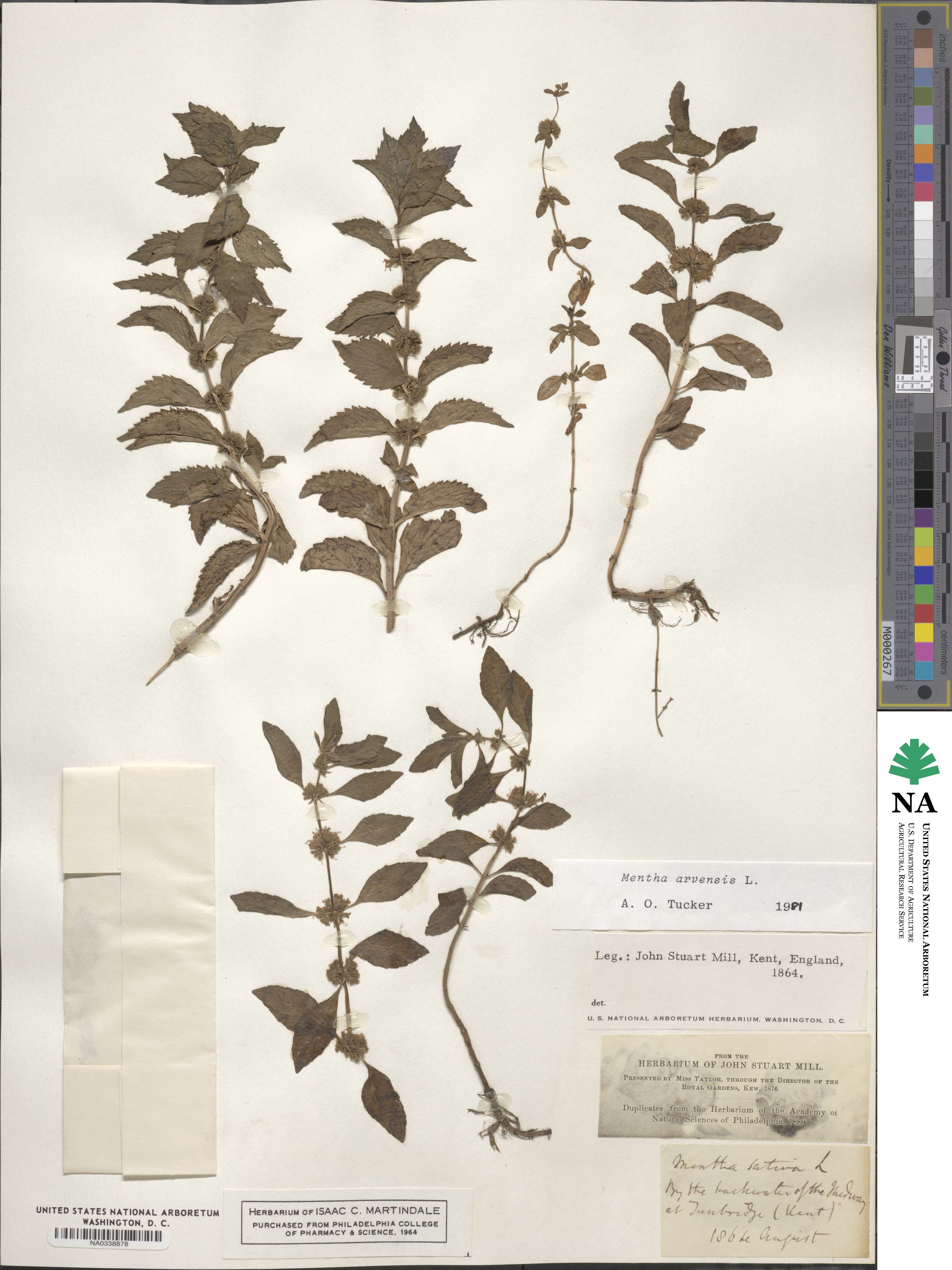 Mentha arvensis image