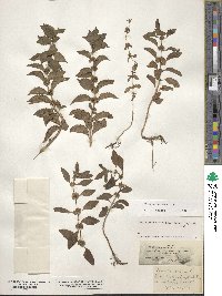 Mentha arvensis image