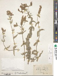 Mentha longifolia image