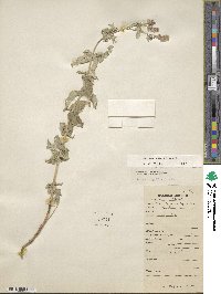 Mentha longifolia image