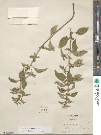 Mentha longifolia image