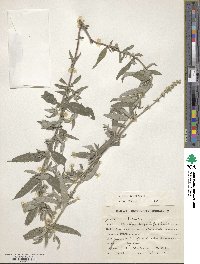 Mentha longifolia image