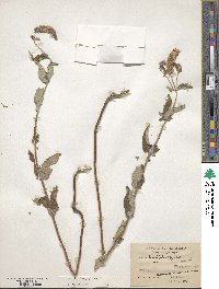 Mentha longifolia image