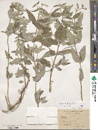 Mentha longifolia image