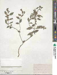 Mentha canadensis image