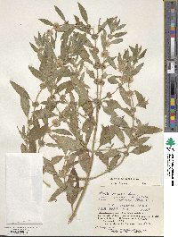 Mentha canadensis image