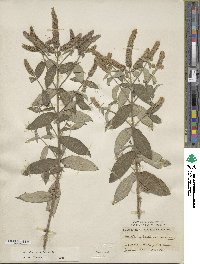 Mentha longifolia image