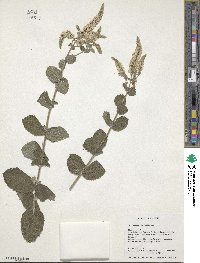 Mentha longifolia image