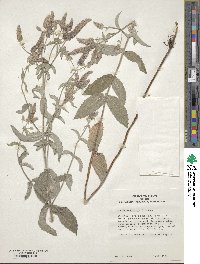 Mentha longifolia image