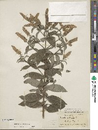 Mentha longifolia image