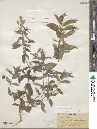 Mentha longifolia image