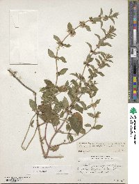 Mentha canadensis image