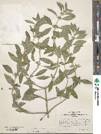 Mentha canadensis image