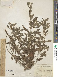 Mentha canadensis image