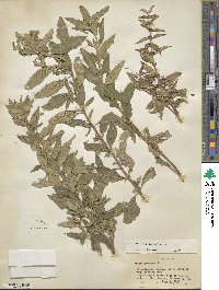 Mentha canadensis image