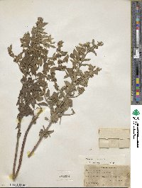 Mentha canadensis image